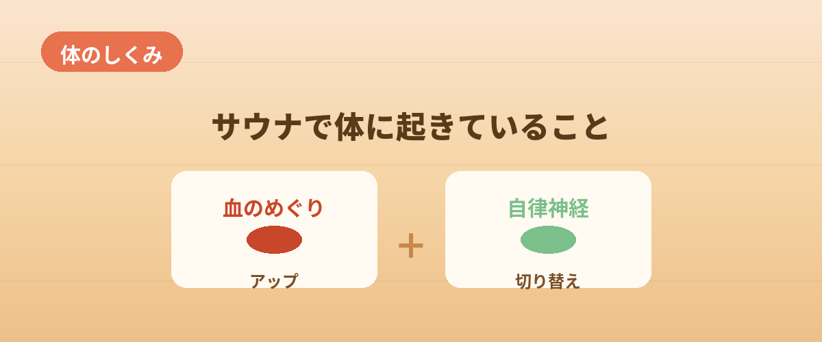 サウナで体に起きていること（むずかしくないです）
