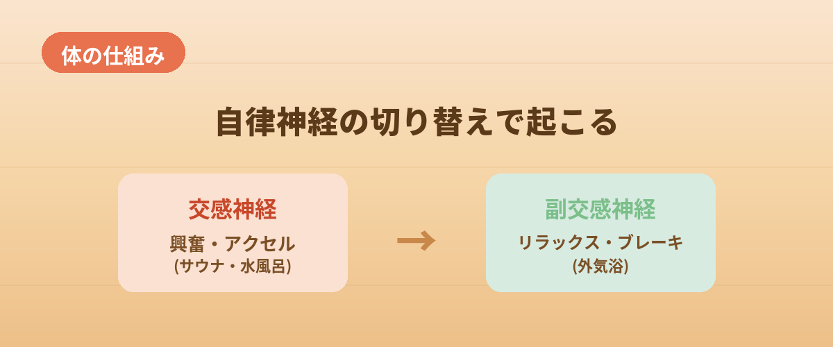 「ととのう」体の仕組み（自律神経のはたらき）